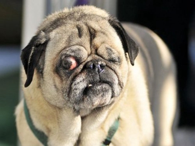 世界最醜狗狗新冠軍，網友：沒有最醜，隻有更醜!